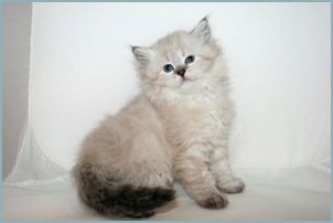 Female Siberian Kitten from Deedlebug Siberians